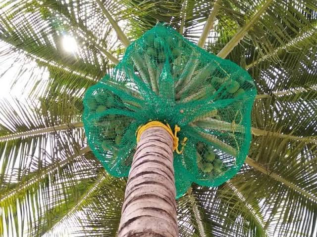 Coconut safety nets